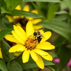 Close-up of bee pollinating on yellow flower