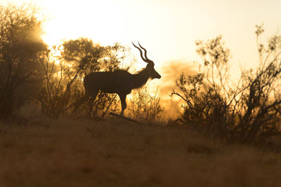 Silhouette deer standing on field against sky during sunset