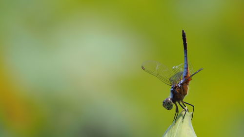 Close-up of butterfly