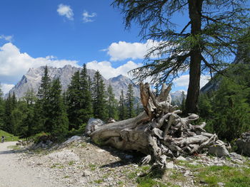 Scenic view of trees and mountains against sky