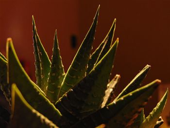 Close-up of leaves