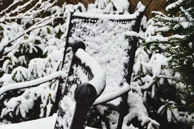 Close-up of snow on tree