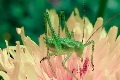 Close-up of insect on flower