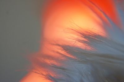 Close-up of orange sky