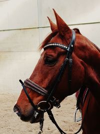 Close-up of a horse standing against wall