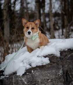 Portrait of a dog in snow