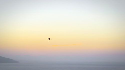 Birds flying over sea at sunset