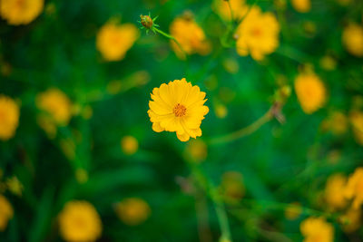 Close-up of yellow flowering plant on field