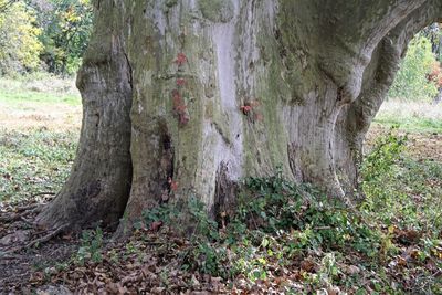 Close-up of lizard on tree trunk in forest