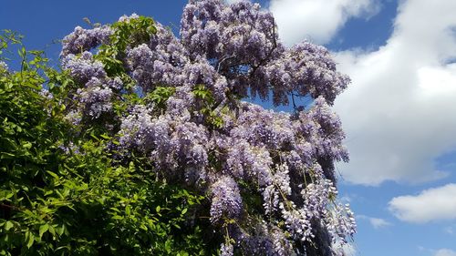 Low angle view of flowering plant against sky