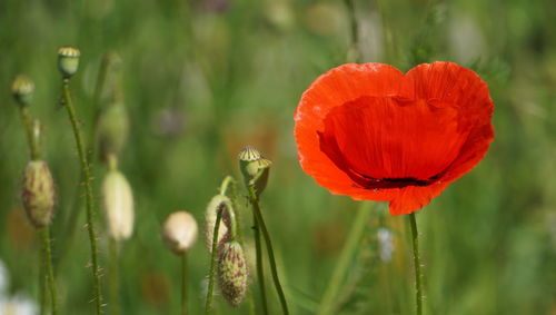 Close-up of red poppy flower on field