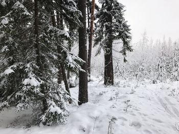 Snow covered pine tree in forest