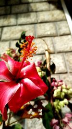 Close-up of red hibiscus flower