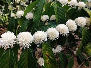 Close-up of white flowering plants