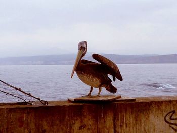 Bird perching in water