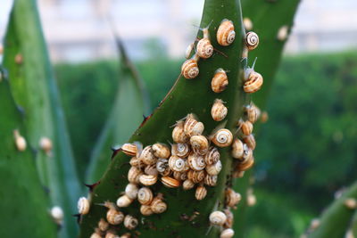 Close-up of fungus growing on plant