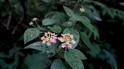 High angle view of flowering plant