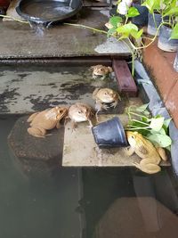 High angle view of cat by water