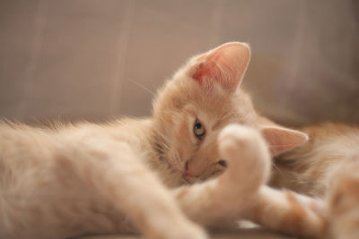 Close-up of kitten resting