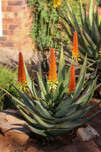 Close-up of succulent plant on field