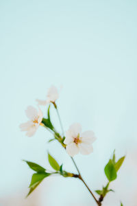 Close-up of flowers against the sky