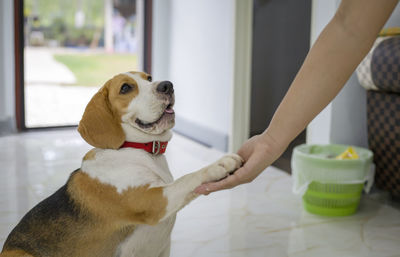 Close-up of dog looking away while sitting on table at home