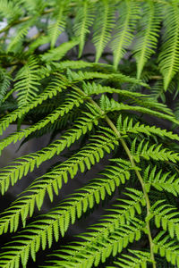 Full frame shot of fern