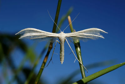 Close-up of dandelion against blue sky