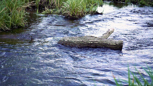 Crocodile in water