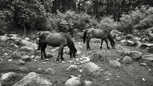 Horses grazing in a field