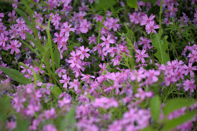 Close-up of pink flowering plants