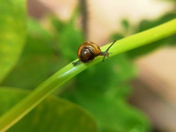 Close-up of snail on leaf