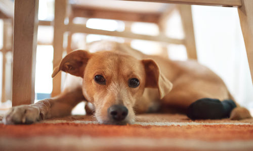 Portrait of dog resting at home