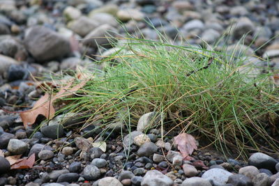 Close-up of stones on rocky surface