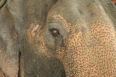 Portrait of elephant