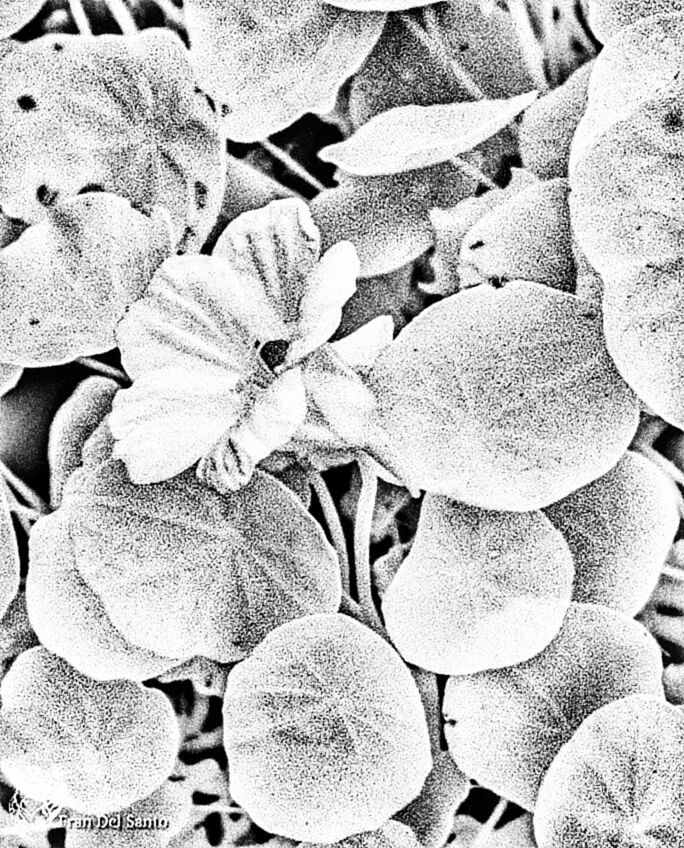 Infrared black andwhite