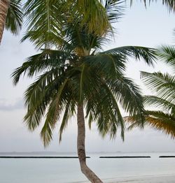 Close-up of palm tree against sky