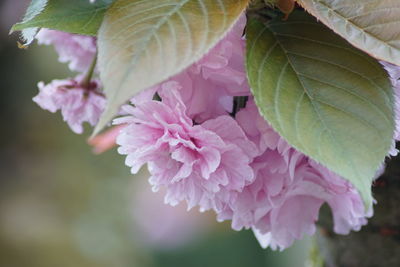 Close-up of pink cherry blossoms