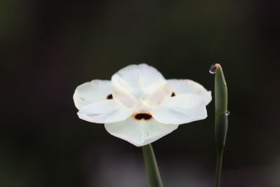 Close-up of white flowering plant