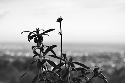 Close-up of plant against sky