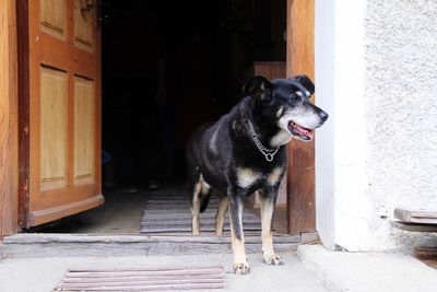 Dog in front of door