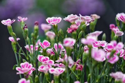 Close-up of pink flowering plants