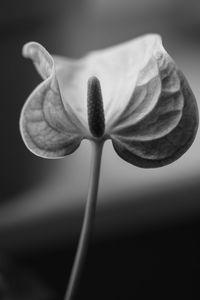 Close-up of flower blooming