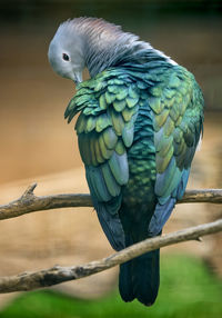 Close-up of parrot perching on branch