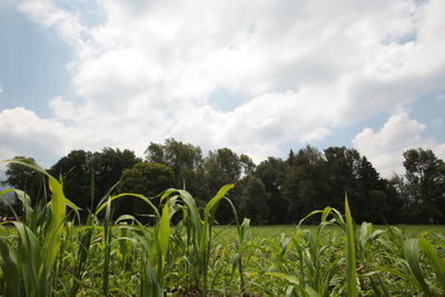 Plants growing on field against sky