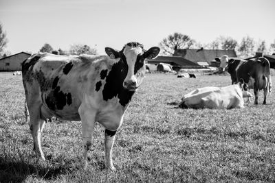 Cows grazing in the field