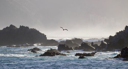 Birds flying over sea against sky