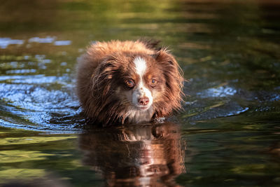 Portrait of dog swimming in lake