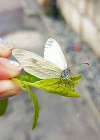 Close-up of insect on hand holding leaf