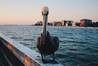 Bird by sea against sky